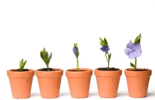 Five potted plants showing the development of growth
